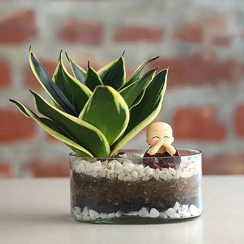 Milt Sansevieria Plant Oval Jar Terrariums