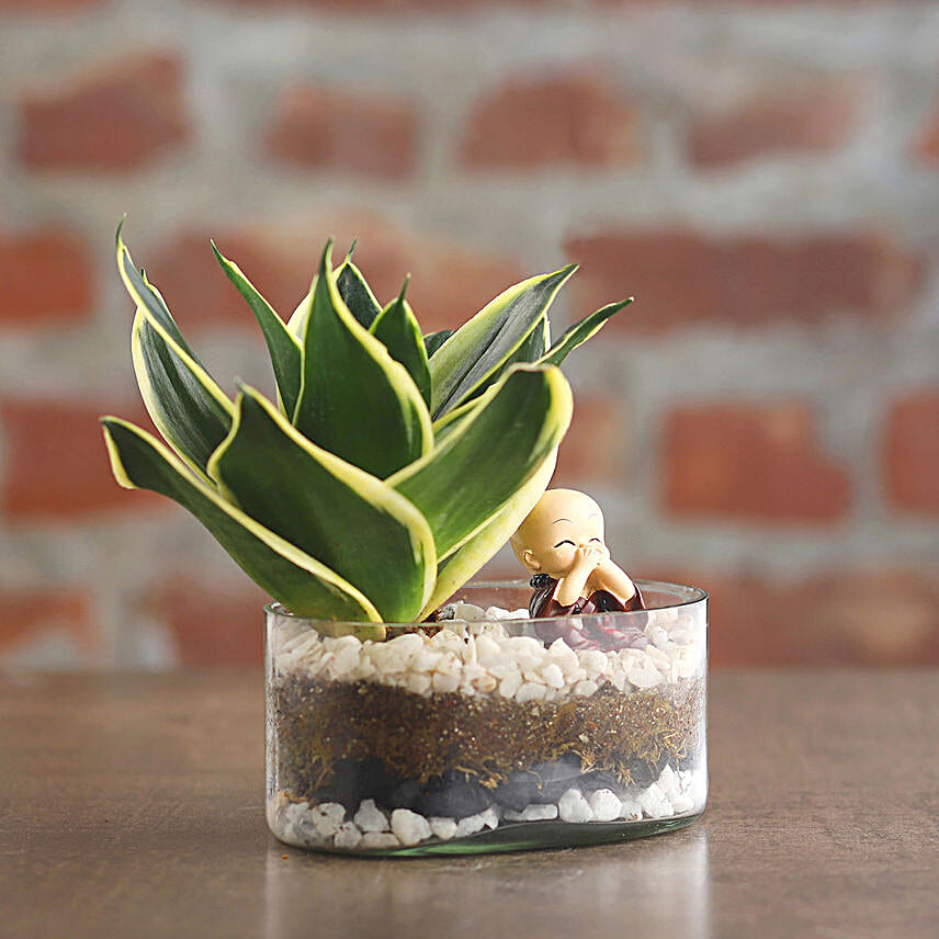 Milt Sansevieria Plant Oval Jar Terrariums