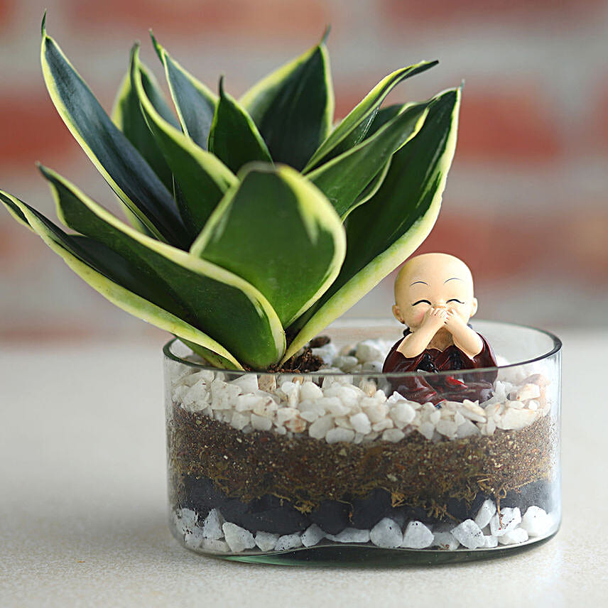 Milt Sansevieria Plant Oval Jar Terrariums