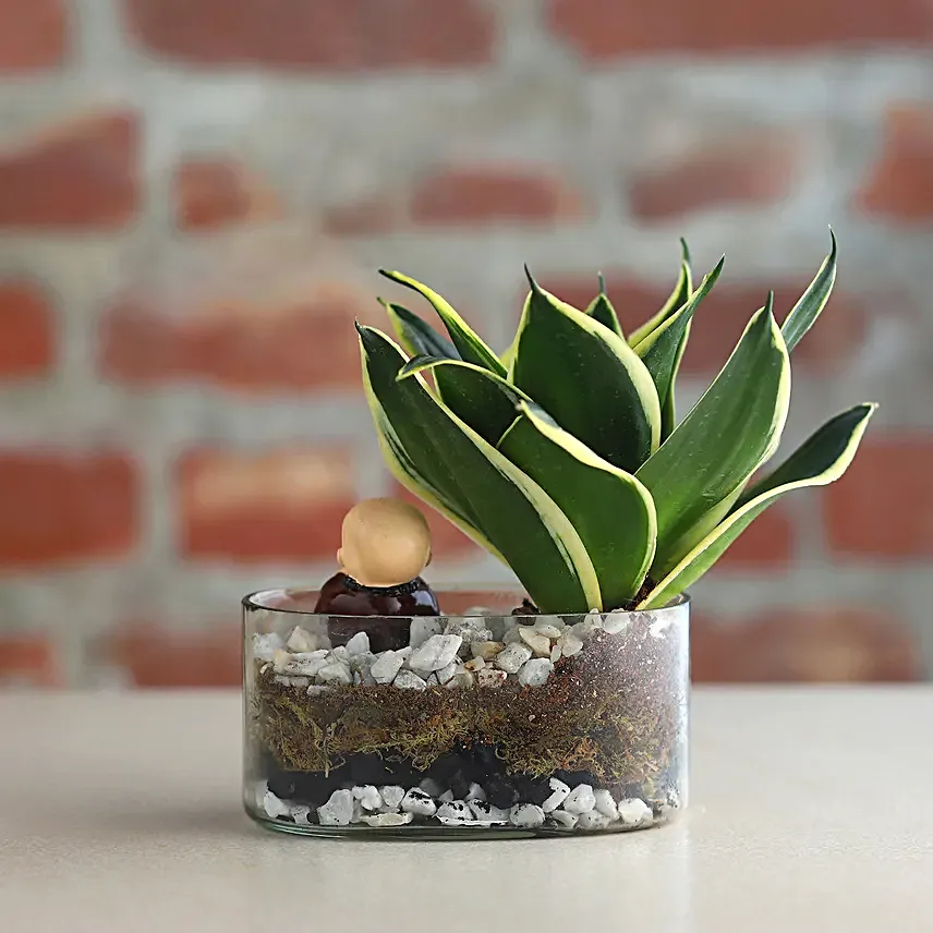 Milt Sansevieria Plant Oval Jar Terrariums