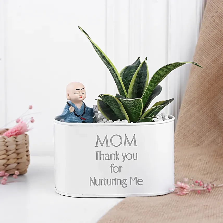 Milt Sansevieria Surprise For Mom