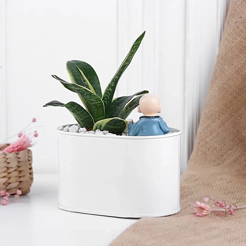 Milt Sansevieria Surprise For Mom