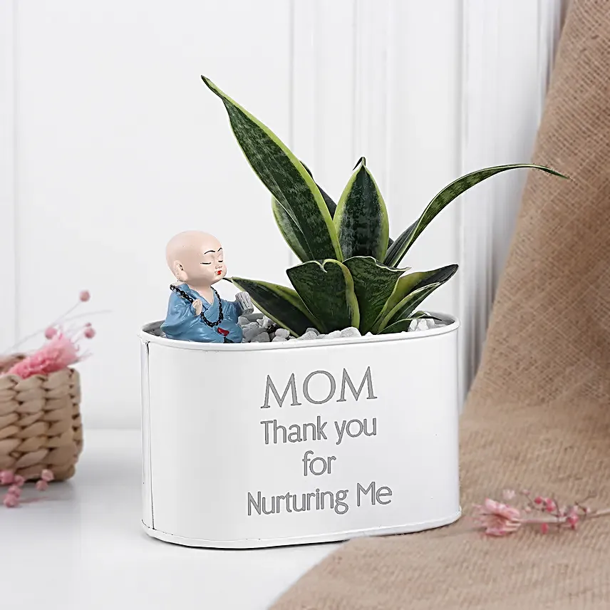 Milt Sansevieria Surprise For Mom