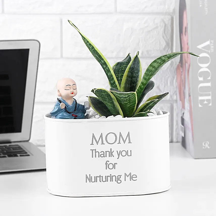 Milt Sansevieria Surprise For Mom