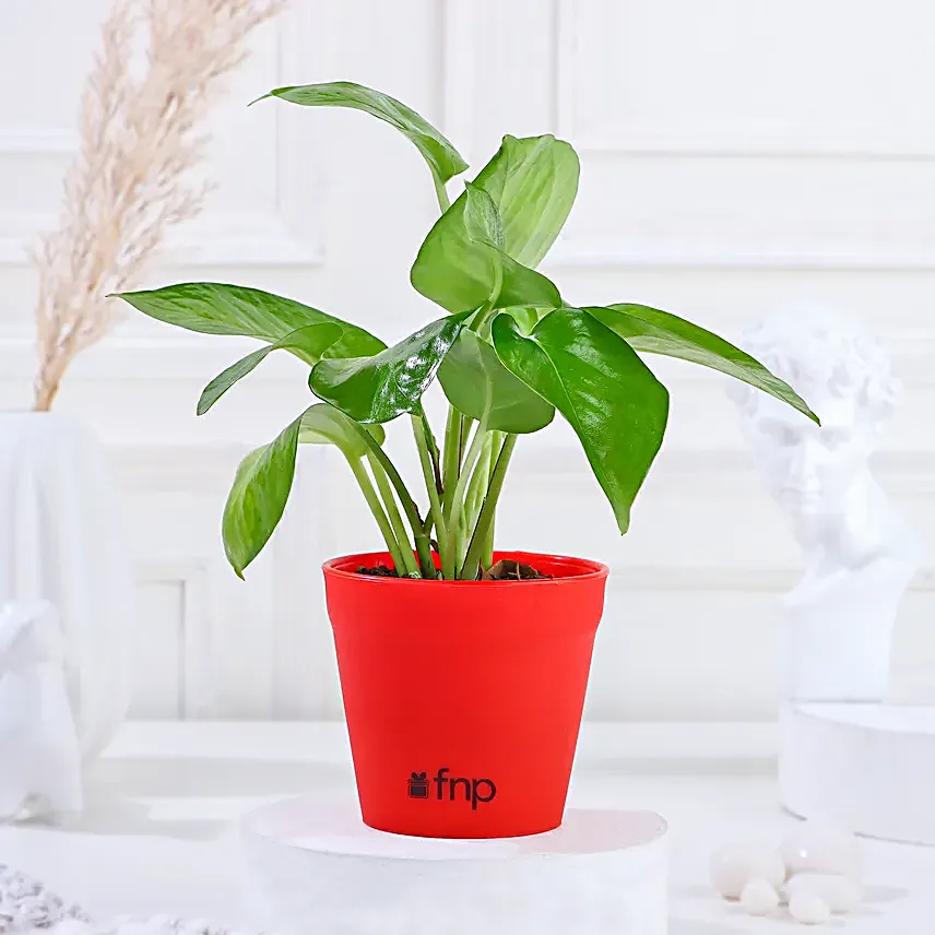 Money Bamboo Jade Plant Set