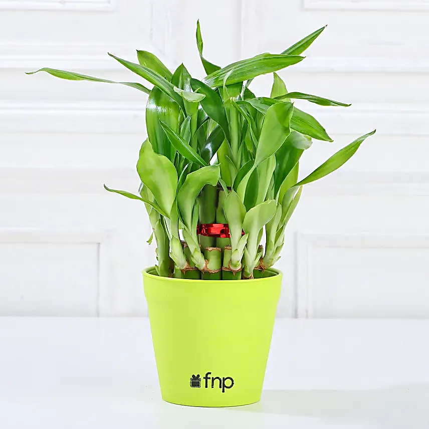 Money Bamboo Jade Plant Set