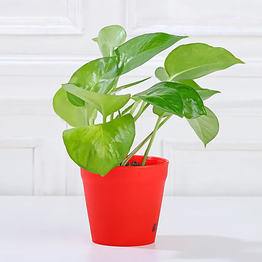 Money Bamboo Jade Plant Set