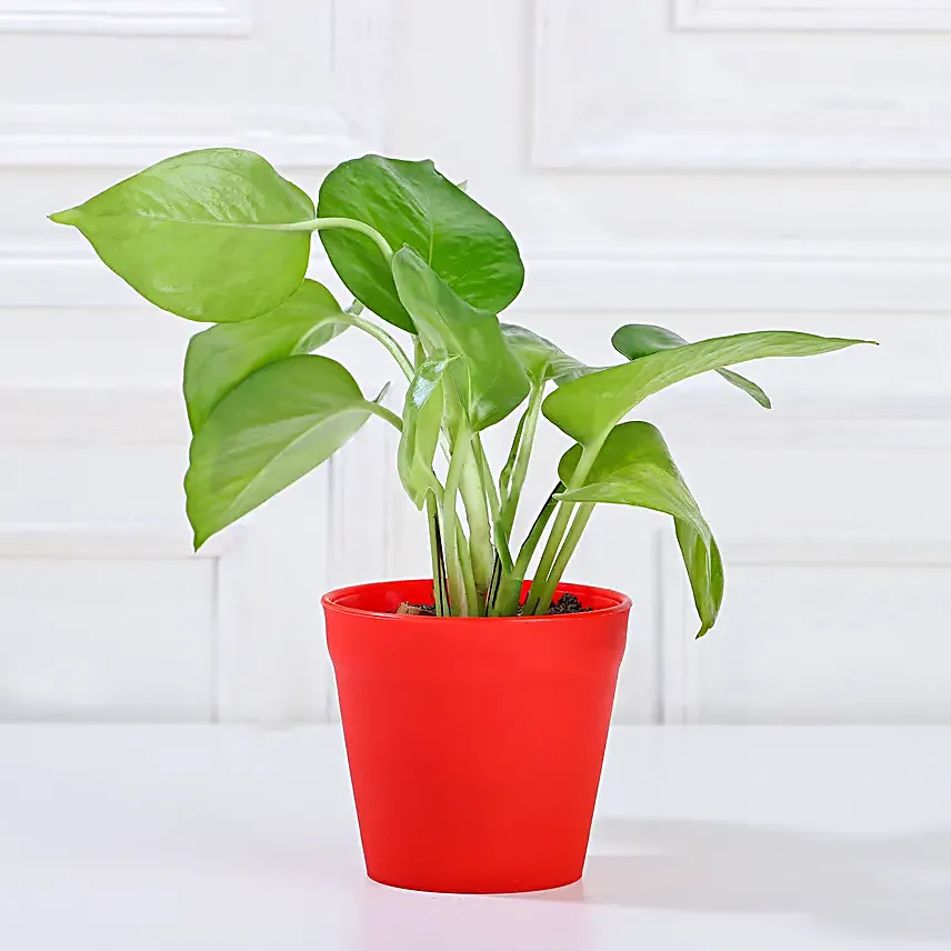 Money Bamboo Jade Plant Set