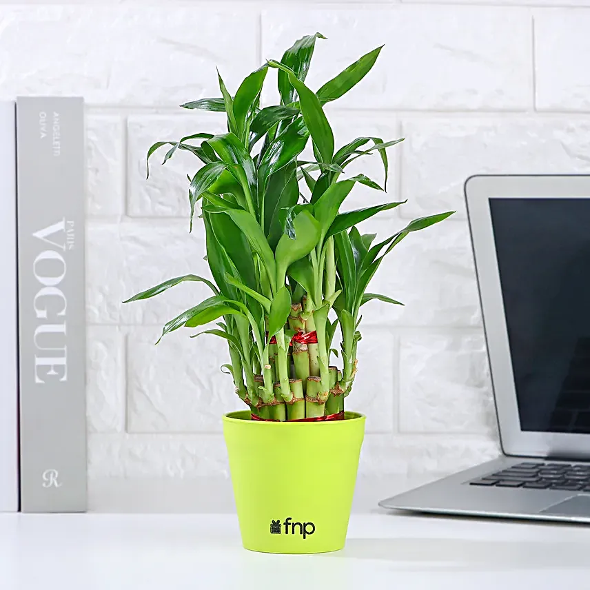 Money Bamboo Jade Plant Set