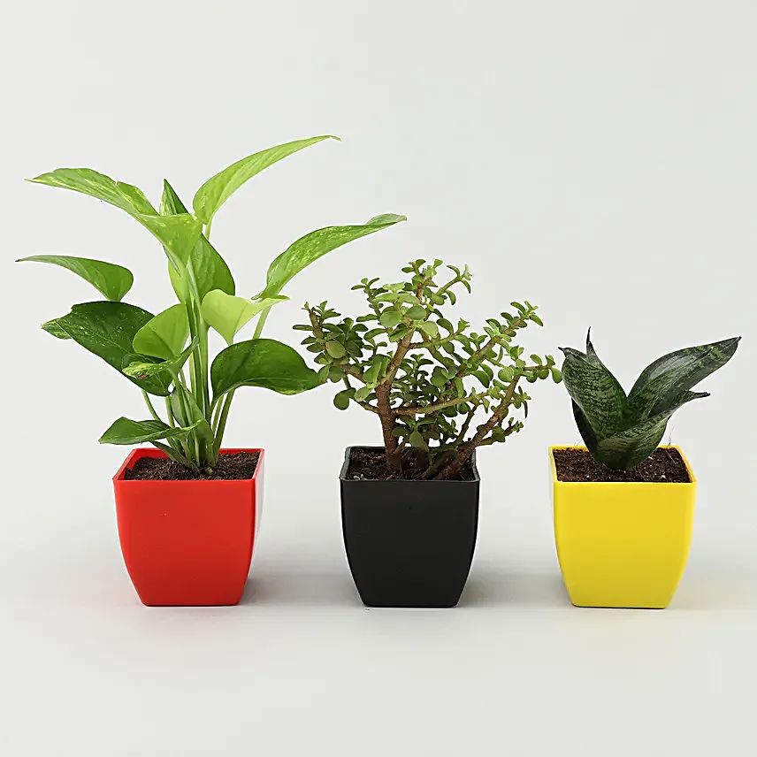 Online Plant Combo