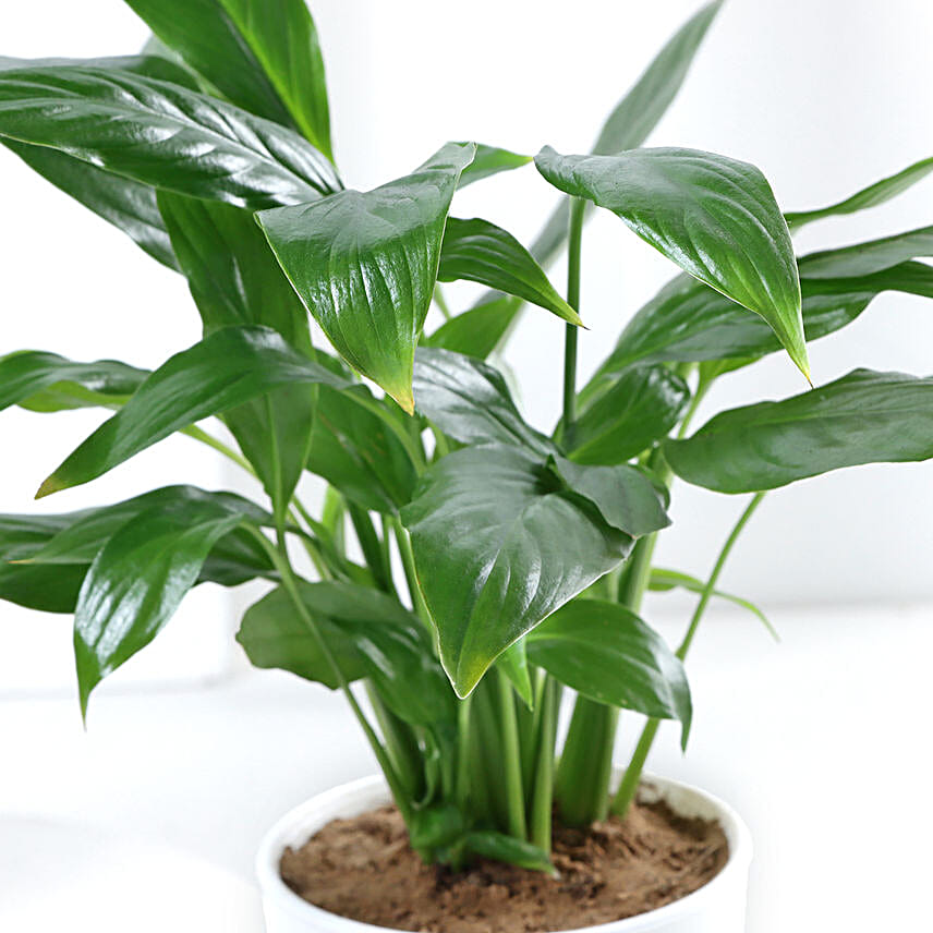 Online Plant Combo