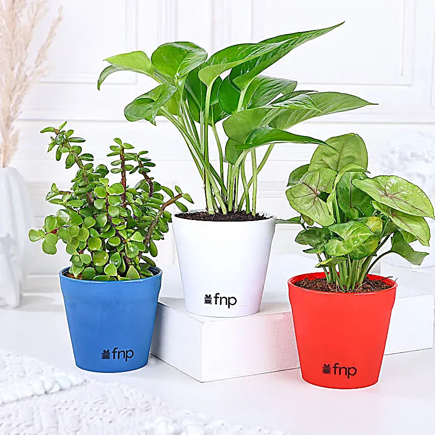 Money Jade Syngonium Plant Set Gift