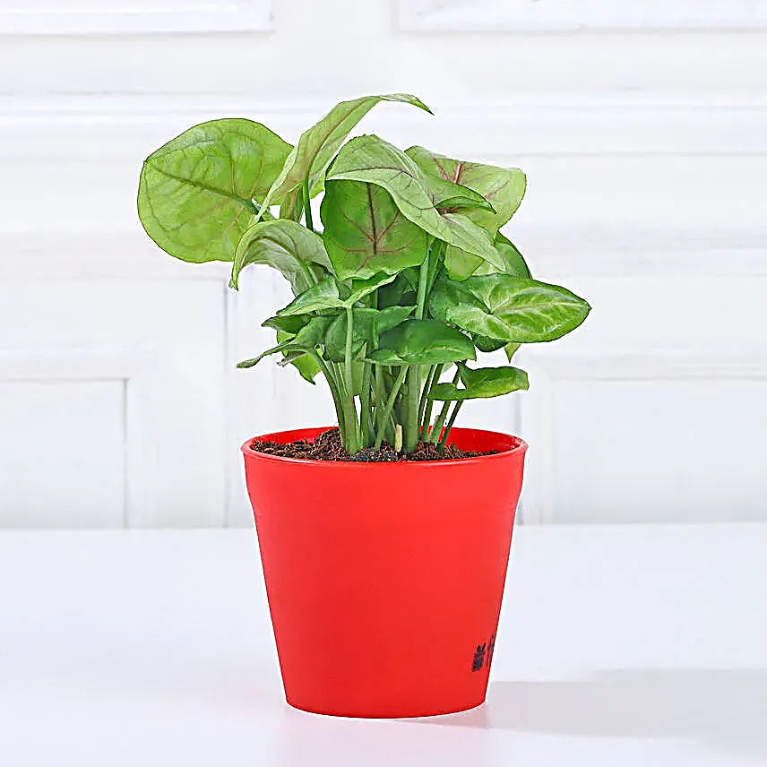 Money Jade Syngonium Plant Set Gift
