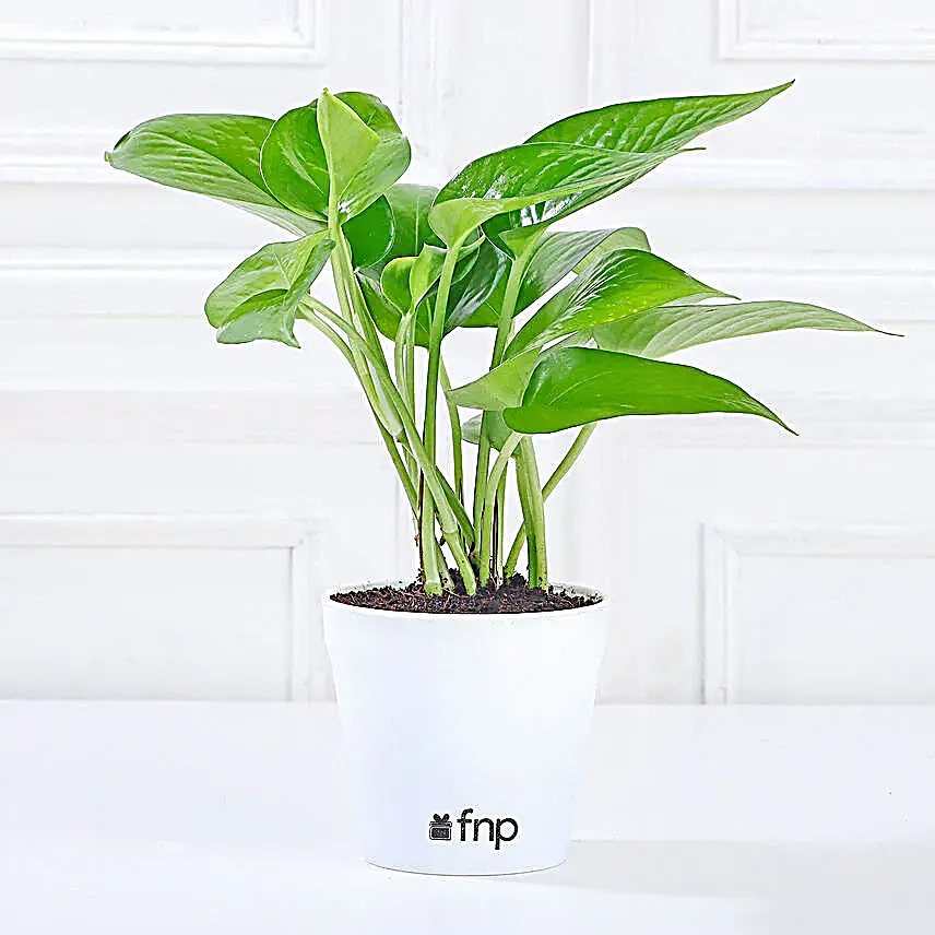 Money Jade Syngonium Plant Set Gift