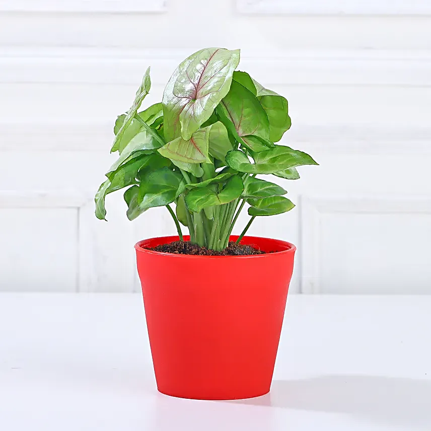 Money Jade Syngonium Plant Set