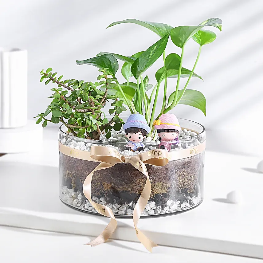 Money N Jade Plant Prosperity Duo