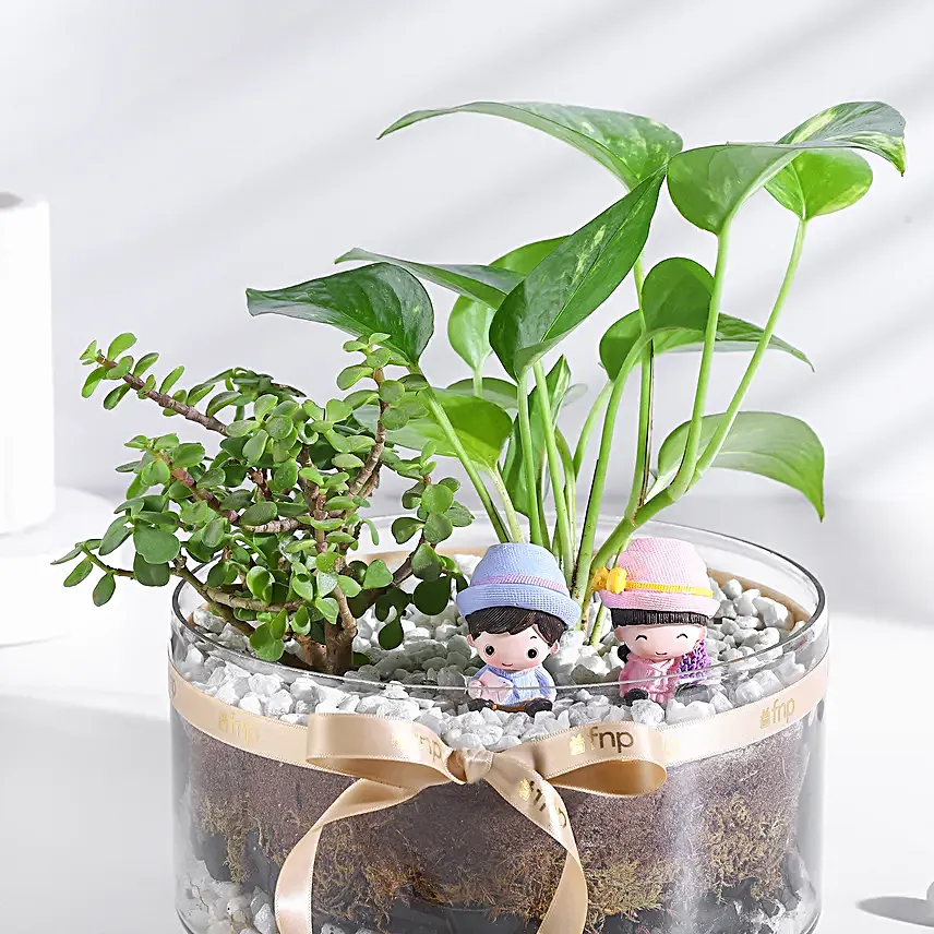 Money N Jade Plant Prosperity Duo