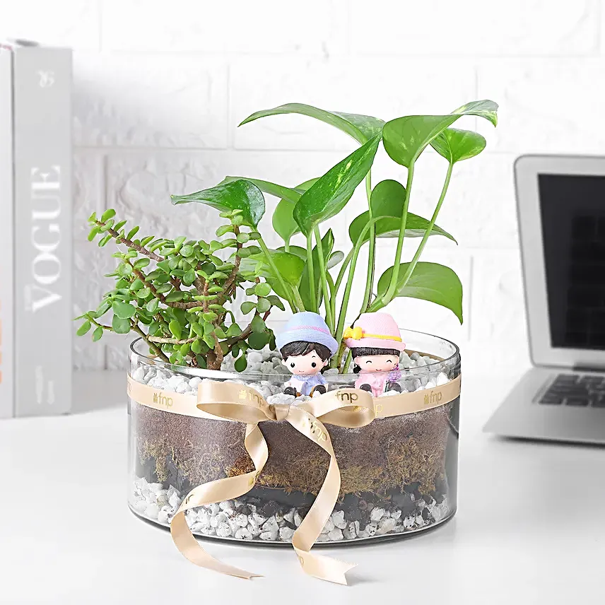 Money N Jade Plant Prosperity Duo