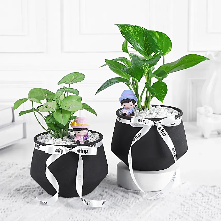Syngonium N Money Plant Harmony