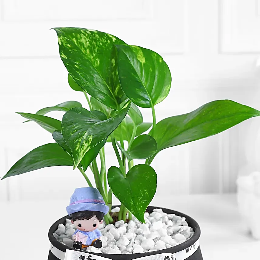 Syngonium N Money Plant Harmony