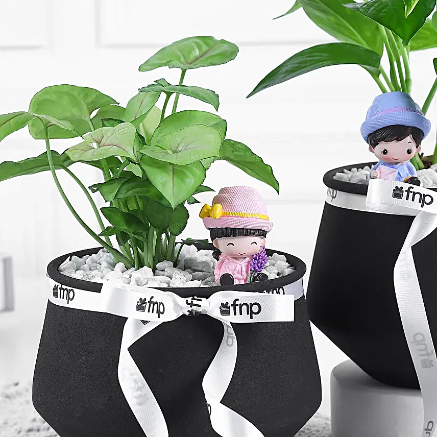 Syngonium N Money Plant Harmony