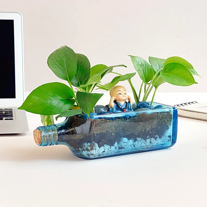 Money Plant Antiquity Bottle Terrarium