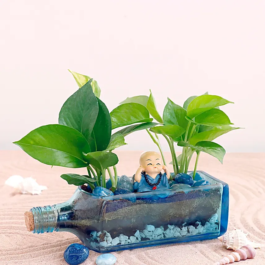 Money Plant Antiquity Bottle Terrarium