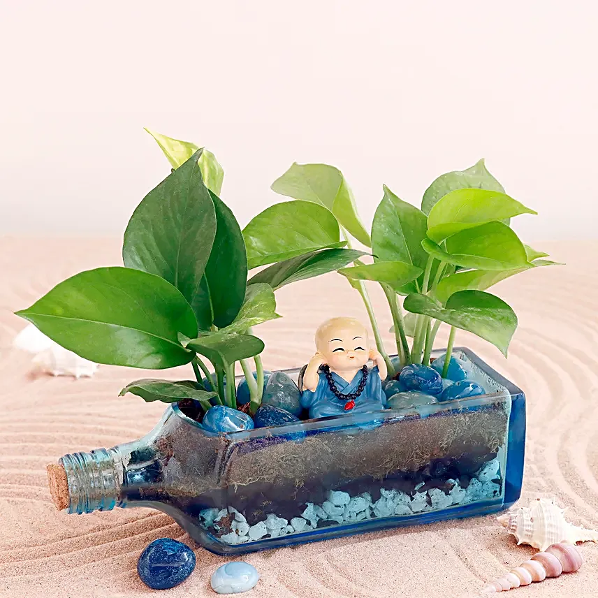 Money Plant Antiquity Bottle Terrarium