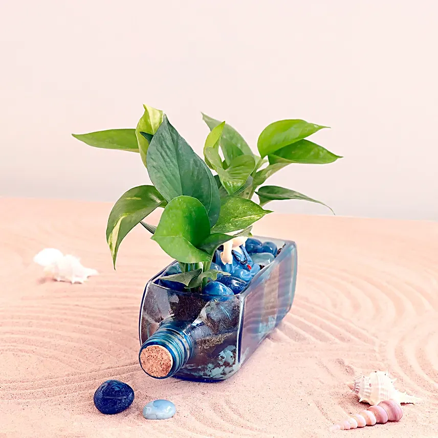 Money Plant Antiquity Bottle Terrarium
