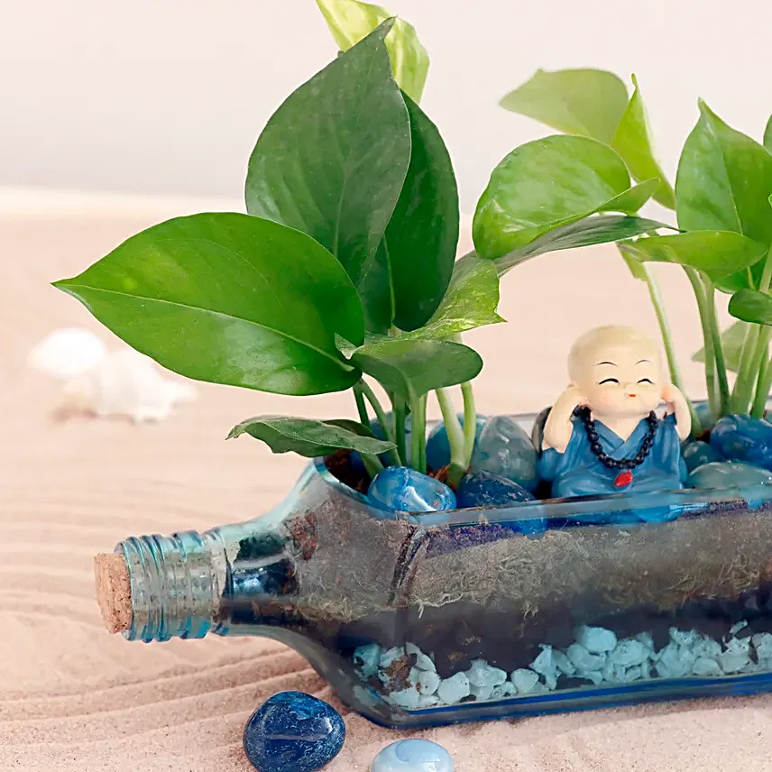 Money Plant Antiquity Bottle Terrarium