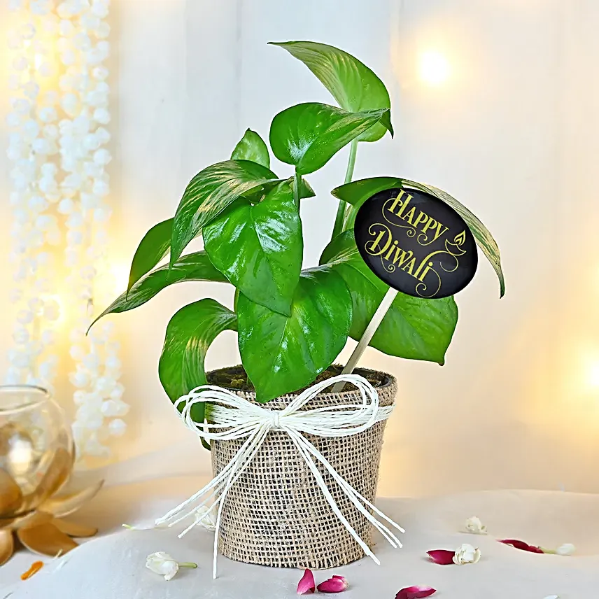 Money Plant Blessing