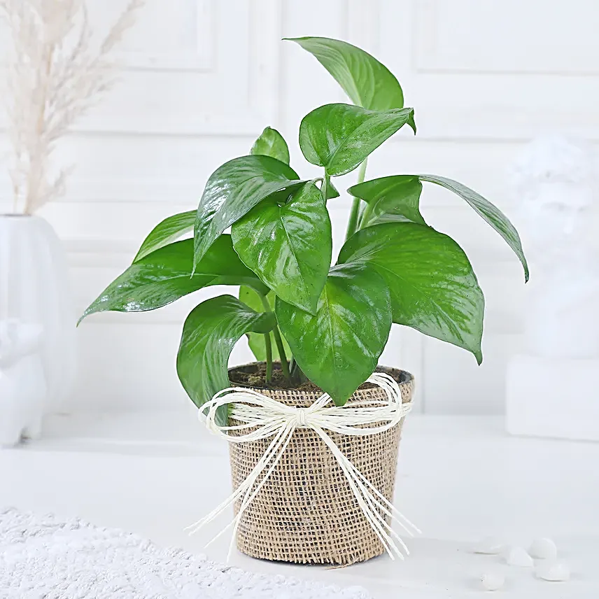 Money Plant Blessing