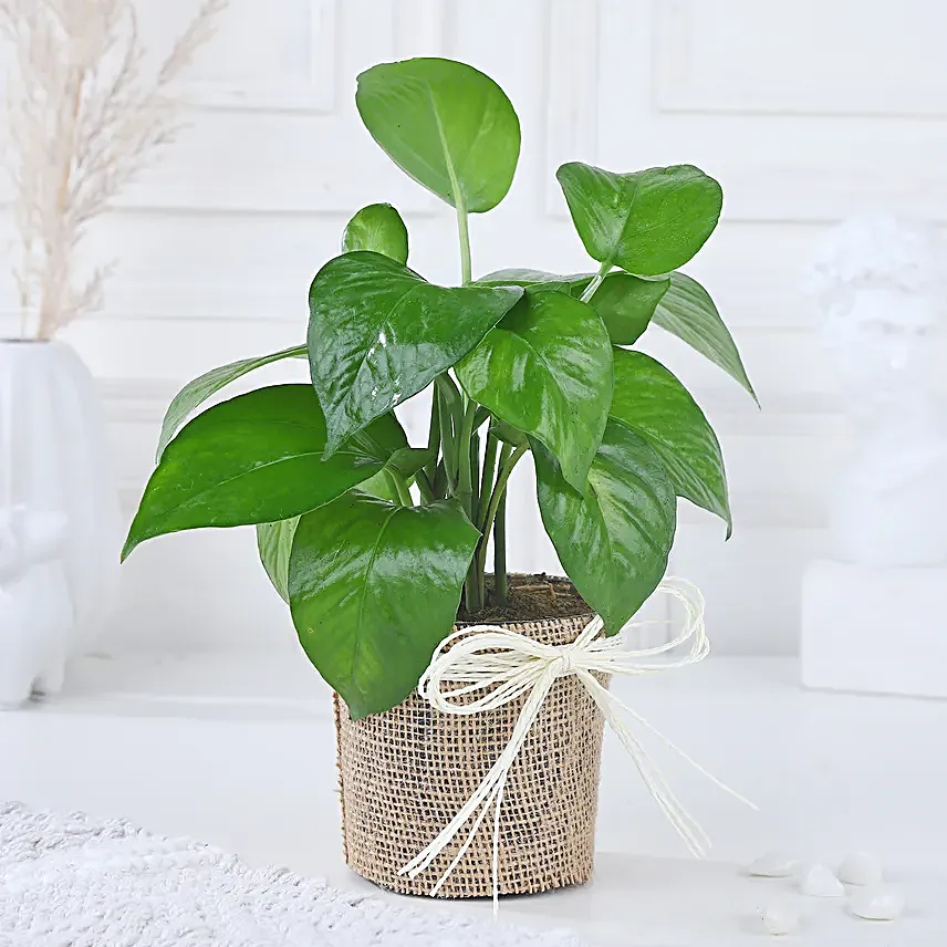 Money Plant Blessing