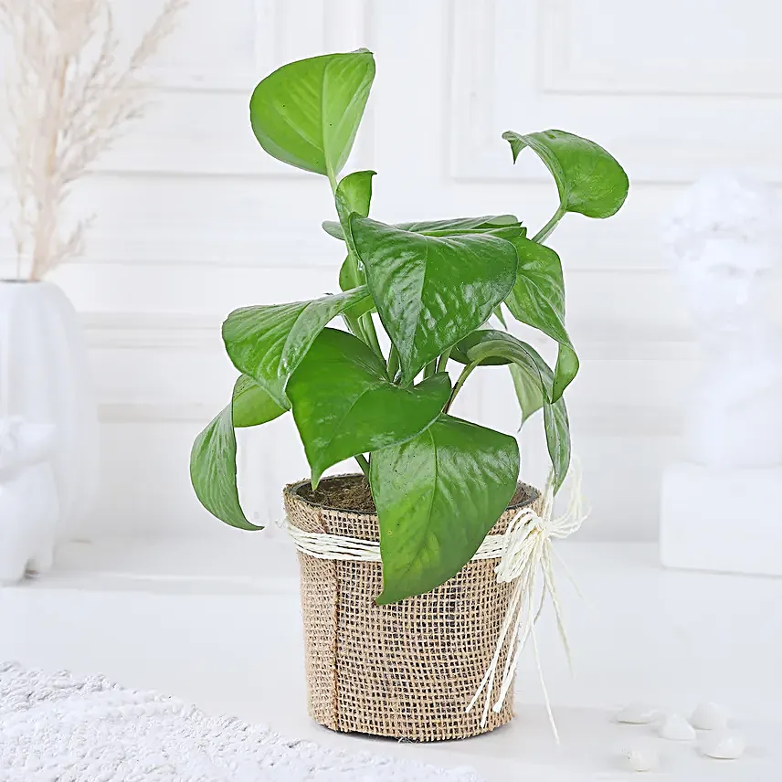 Money Plant Blessing