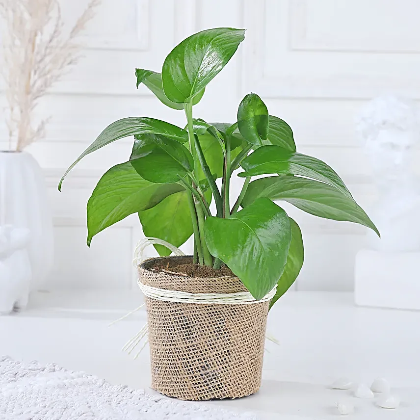 Money Plant Blessing
