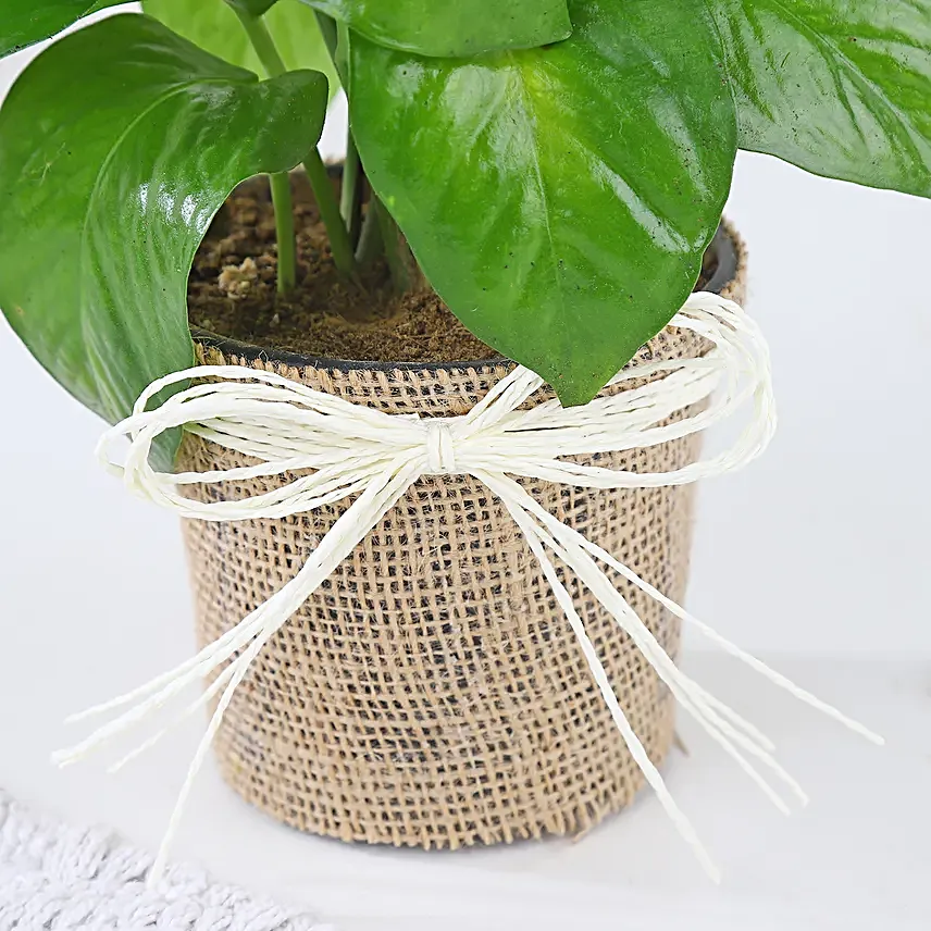 Money Plant Blessing