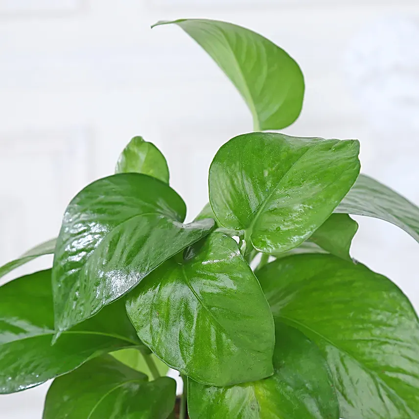 Money Plant Blessing