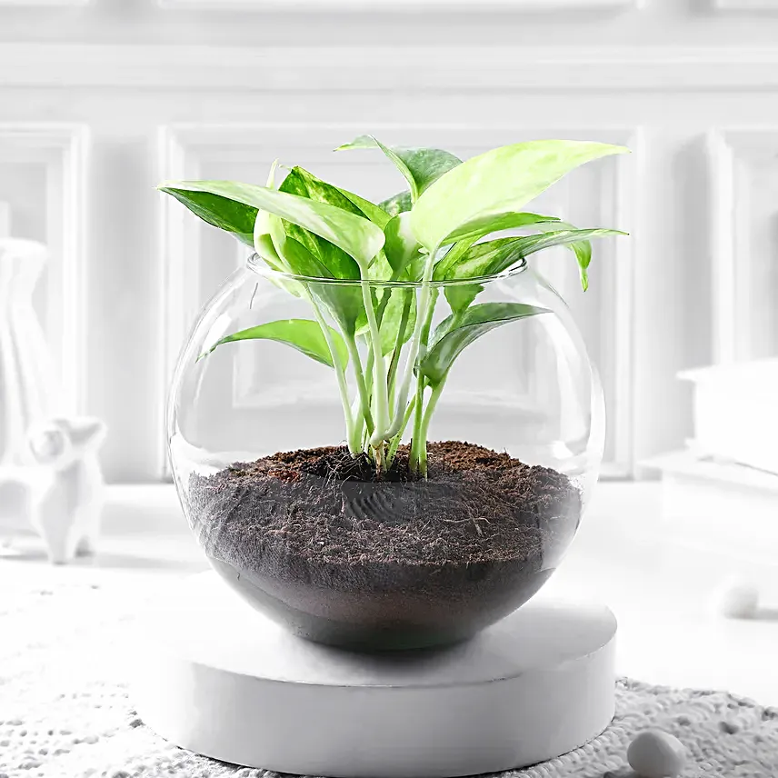 Money Plant Blossom Delight