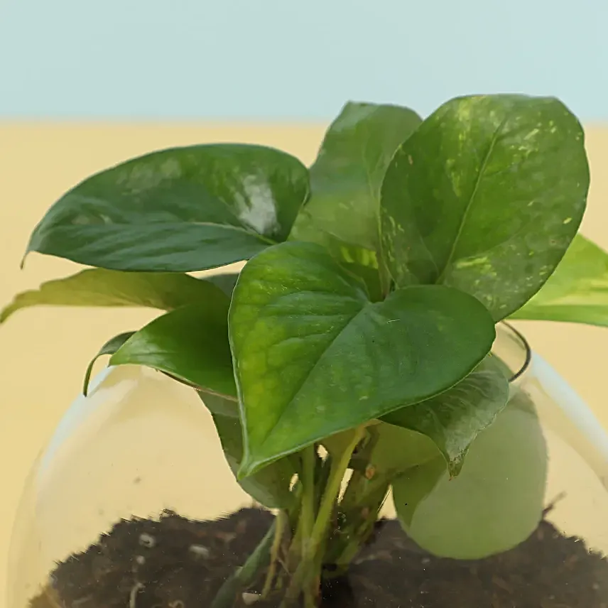 Money Plant Blossom Delight