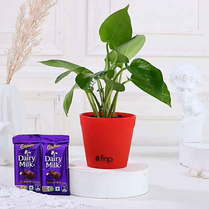 Money Plant Dairy Milk Combo Hand Delivery