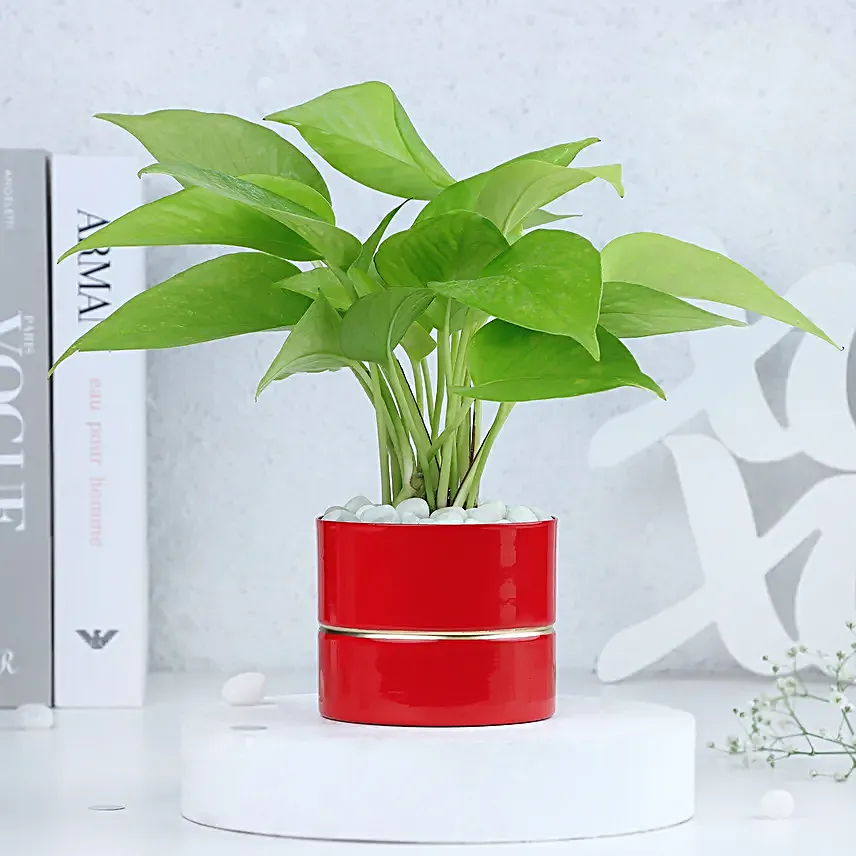 Money Plant Elegance in Red