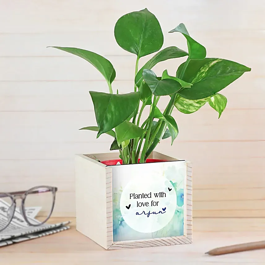 Money Plant for Men