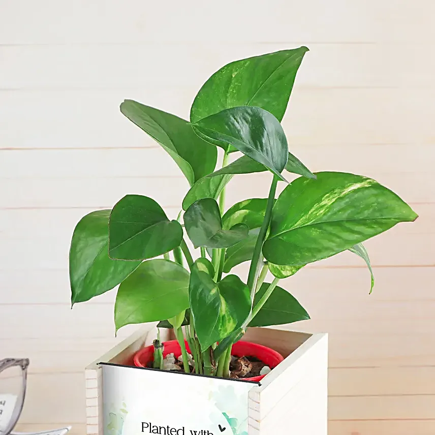 Money Plant for Men