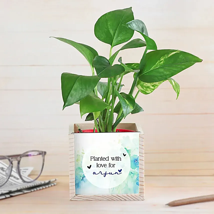 Money Plant for Men