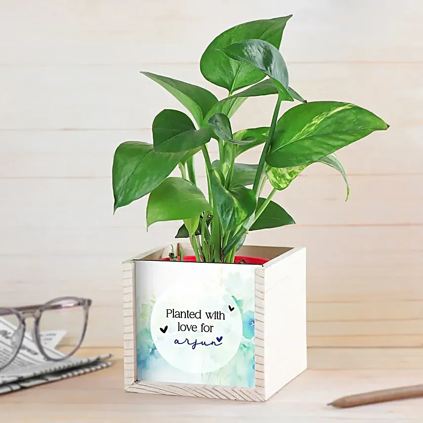 Money Plant for Men