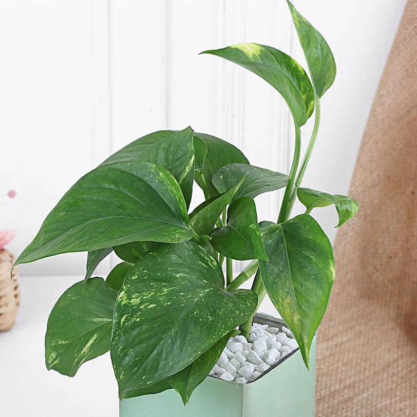 Money Plant for Mothers Day