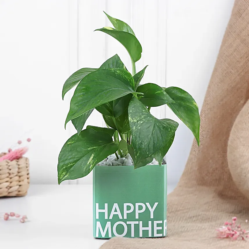 Money Plant for Mothers Day