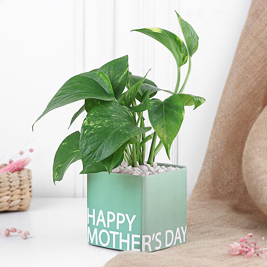 Money Plant for Mothers Day