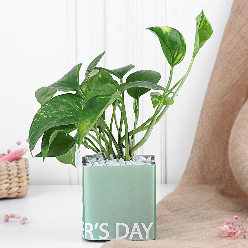 Money Plant for Mothers Day