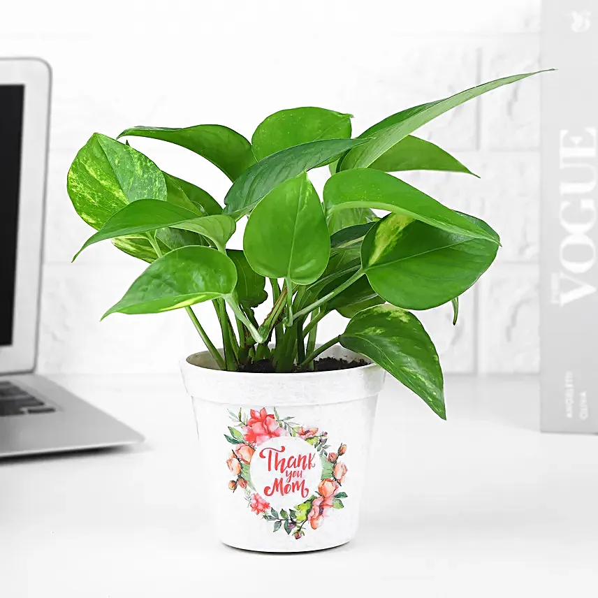 Money Plant Gift For Mom